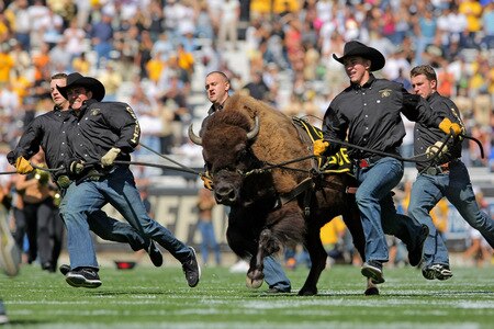BOULDER, CO - SEPTEMBER 19:  Ralphie V, mascot of the Colorado Buffaloes, ushers the team onto the field as they prepare to face the Wyoming Cowboys at Folsom Field on September 19, 2009 in Boulder, Colorado.  <br /><br /><span class="help">(Photo by Doug Pensinger/Getty Images)</span>