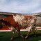 Texas Tech v Texas