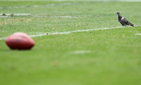 OAKLAND, CA - OCTOBER 18:  A bird looks on during the Oakland Raiders and  the Philadelphia Eagles NFL game at the Oakland-Alameda County Coliseum on October 18, 2009 in Oakland, California.  <br /><br /><span class="help">(Photo by Jed Jacobsohn/Getty Images)</span>