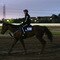 Flemington Trackwork