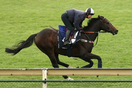 MELBOURNE, AUSTRALIA - OCTOBER 28:  Munsef runs down the straight during trackwork at Sandown Racecourse on October 28, 2009 in Melbourne, Australia.  <br /><br /><span class="help">(Photo by Quinn Rooney/Getty Images)</span>