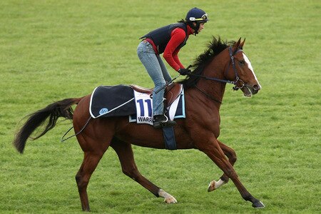 MELBOURNE, AUSTRALIA - OCTOBER 28:  Warringah runs down the straight during trackwork at Sandown Racecourse on October 28, 2009 in Melbourne, Australia.  <br /><br /><span class="help">(Photo by Quinn Rooney/Getty Images)</span>