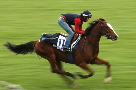 MELBOURNE, AUSTRALIA - OCTOBER 28:  Warringah runs down the straight during trackwork at Sandown Racecourse on October 28, 2009 in Melbourne, Australia.  <br /><br /><span class="help">(Photo by Quinn Rooney/Getty Images)</span>