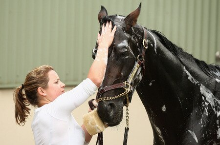 MELBOURNE, AUSTRALIA - OCTOBER 28:  Stable foreperson Lizzie Jelfs washes down Changing of the Guard after trackwork at Sandown Racecourse on October 28, 2009 in Melbourne, Australia.  <br /><br /><span class="help">(Photo by Quinn Rooney/Getty Images)</span>