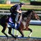 Breeders' Cup Preview