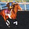Breeders' Cup Preview