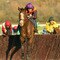 Cheltenham Races