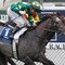 2009 New Zealand Cup