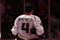 74083239_nhl_ducks_canadiens_small