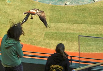 Hawk_crop_340x234
