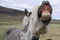 Horse_teeth_2_small
