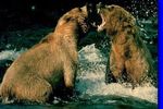 Bear_20fight_crop_150x100