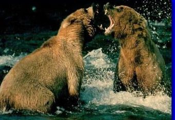Bear_20fight_crop_340x234