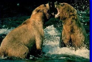Bear_20fight_feature