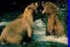 Bear_20fight_medium
