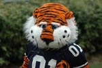 Aubie_crop_150x100