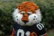 Aubie_medium