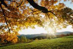 Autumn_leaves_crop_150x100