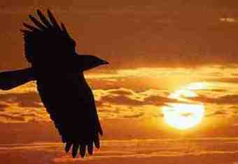 Raven_crop_340x234