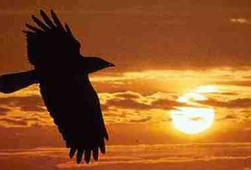 Raven_feature