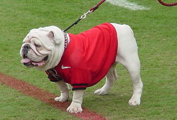 Dawgs_feature