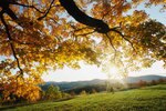 Autumn_leaves_crop_150x100