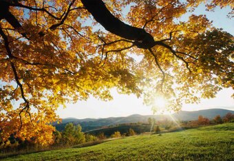 Autumn_leaves_crop_340x234