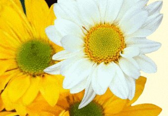 Flower_crop_340x234