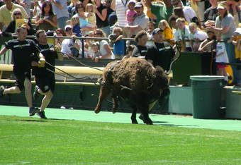 Ralphie_v_crop_340x234