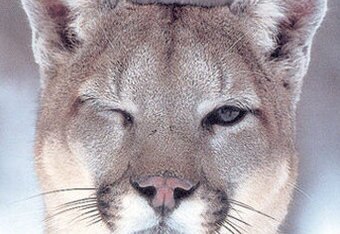 Winking-cougar-print-c10054490_crop_340x234