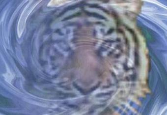 Hurricanetiger2_crop_340x234