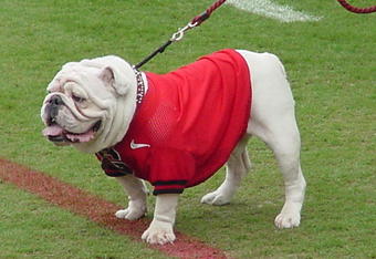 Dawgs_crop_340x234