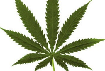 Pot-leaf-big_feature