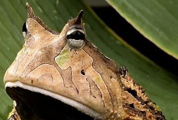 Amazon-horned-frog_feature