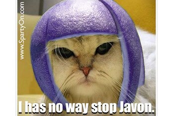 Nwkitty2_crop_340x234