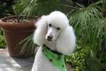 Poodle_crop_150x100