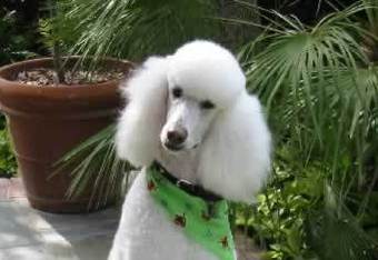 Poodle_crop_340x234