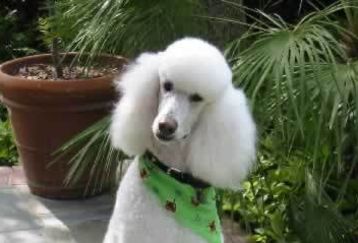 Poodle_feature