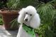 Poodle_medium