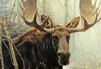 Bull_moose_crop_340x234