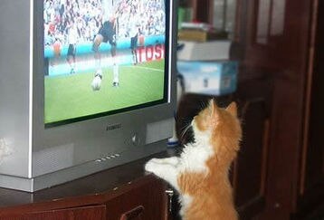 Funnypart-com-cute_soccer_fan_feature