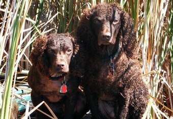 Mollyand_zol_crop_340x234