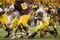 14308110803_michigan_v_minn_small