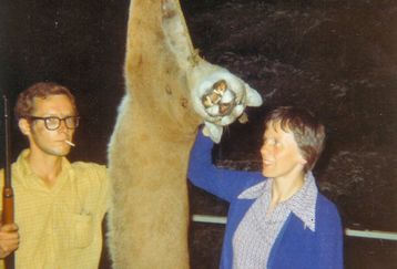 Dead_cougar_feature