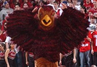 The-hawk-300_crop_340x234