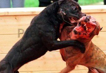 Dogfighting_crop_340x234