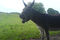 47422069_a2aa900556_small
