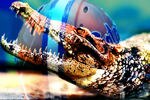 Uf_crop_150x100