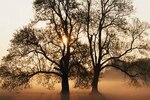 Tree_crop_150x100