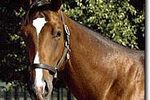 Nicanor_crop_150x100